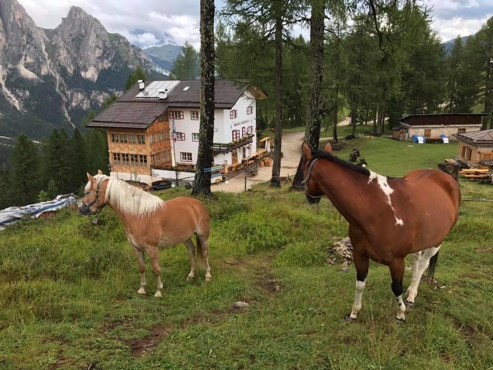 Rifugio Negritella 호텔 포자 디 파사 외부 사진